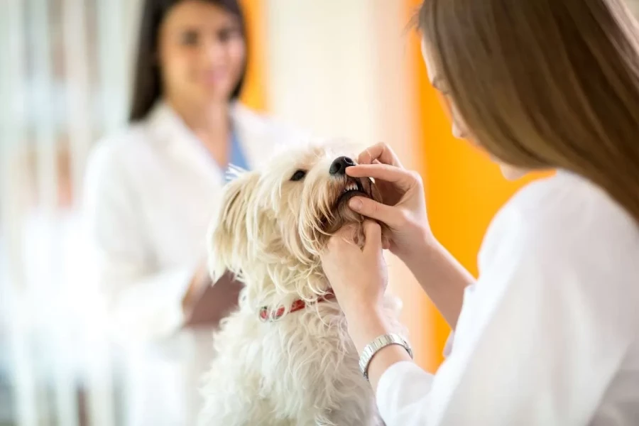 Köpek Bakımı: Sadık Dostlarınıza En İyi Bakımı Sunun