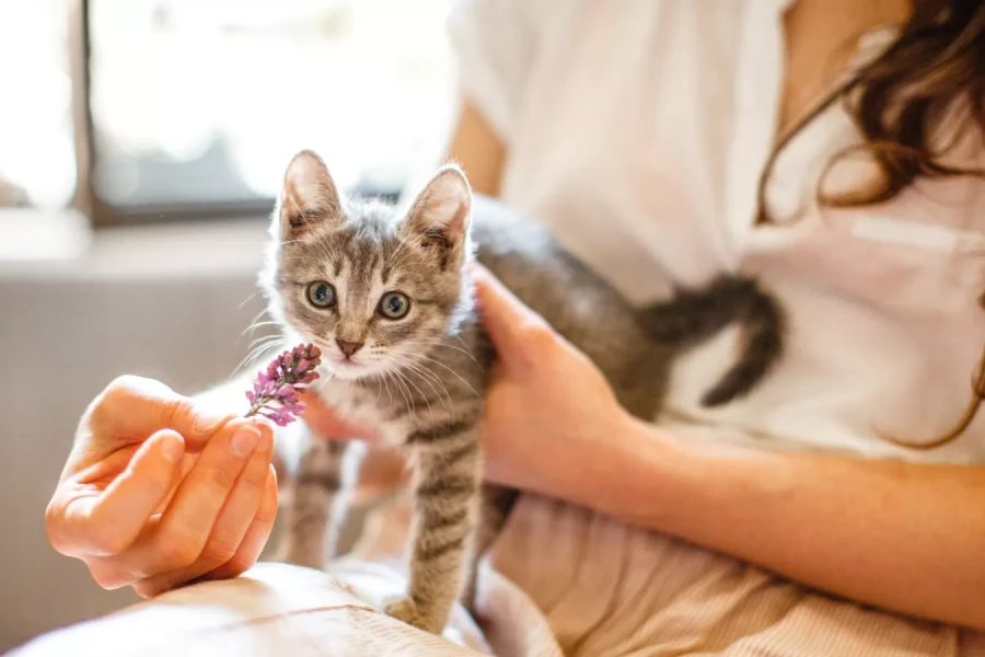 Kedi Bakımı: Evcil Dostunuzun Sağlığını Korumak İçin İpuçları